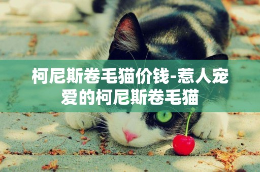 柯尼斯卷毛貓價錢-惹人寵愛的柯尼斯卷毛貓