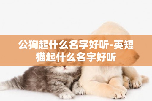 公狗起什么名字好聽-英短貓起什么名字好聽