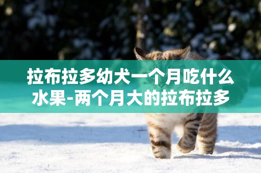 拉布拉多幼犬一個月吃什么水果-兩個月大的拉布拉多幼犬吃什么好