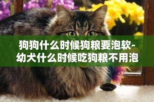 狗狗什么時候狗糧要泡軟-幼犬什么時候吃狗糧不用泡