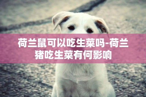 荷蘭鼠可以吃生菜嗎-荷蘭豬吃生菜有何影響