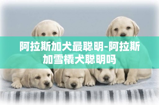 阿拉斯加犬最聰明-阿拉斯加雪橇犬聰明嗎