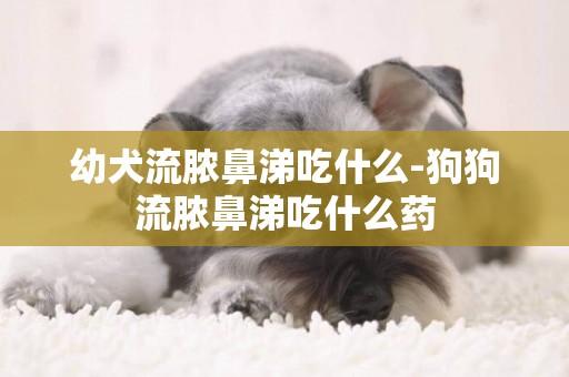 幼犬流膿鼻涕吃什么-狗狗流膿鼻涕吃什么藥