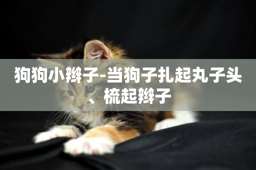 狗狗小辮子-當狗子扎起丸子頭、梳起辮子