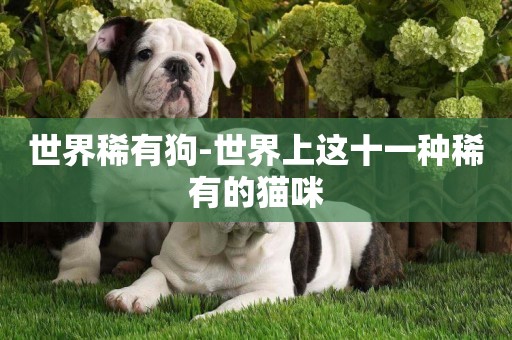 世界稀有狗-世界上這十一種稀有的貓咪