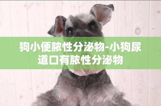 狗小便膿性分泌物-小狗尿道口有膿性分泌物