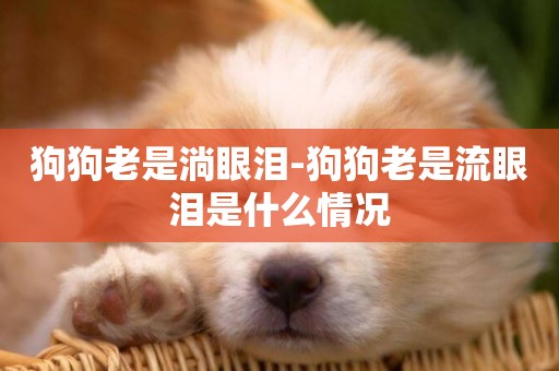 狗狗老是淌眼淚-狗狗老是流眼淚是什么情況