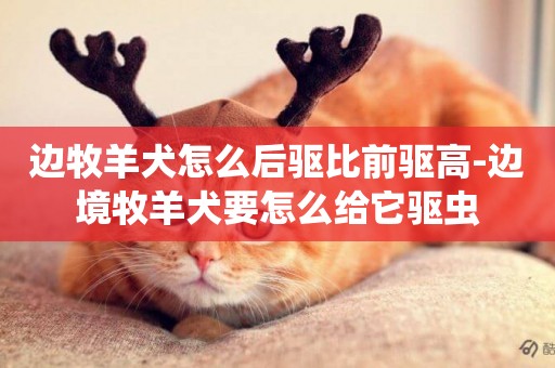 邊牧羊犬怎么后驅比前驅高-邊境牧羊犬要怎么給它驅蟲