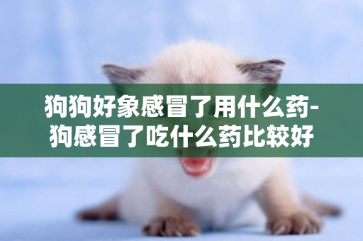 狗狗好象感冒了用什么藥-狗感冒了吃什么藥比較好
