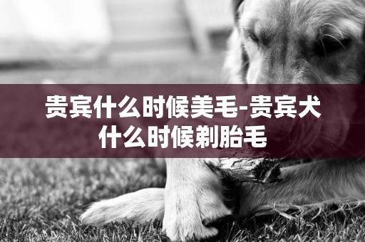 貴賓什么時候美毛-貴賓犬什么時候剃胎毛