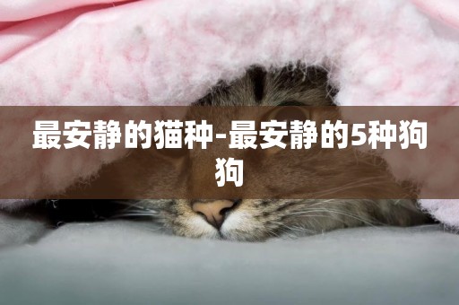 最安靜的貓種-最安靜的5種狗狗
