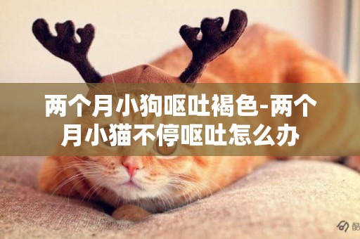 兩個月小狗嘔吐褐色-兩個月小貓不停嘔吐怎么辦