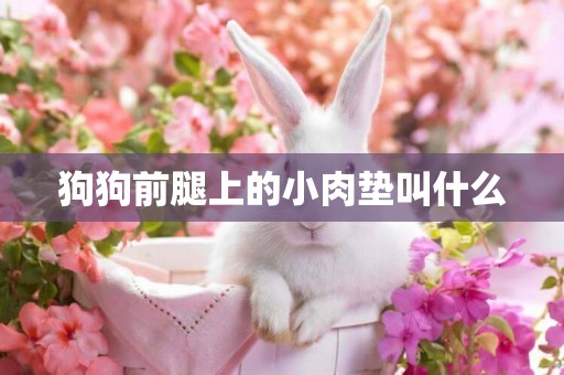 狗狗前腿上的小肉墊叫什么