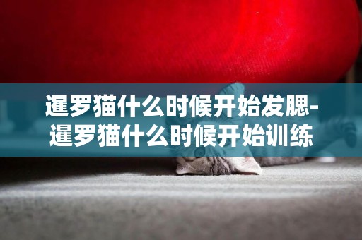 暹羅貓什么時候開始發腮-暹羅貓什么時候開始訓練