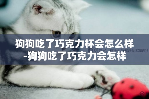 狗狗吃了巧克力杯會怎么樣-狗狗吃了巧克力會怎樣