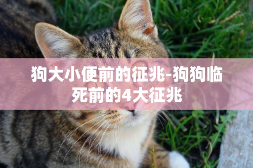 狗大小便前的征兆-狗狗臨死前的4大征兆