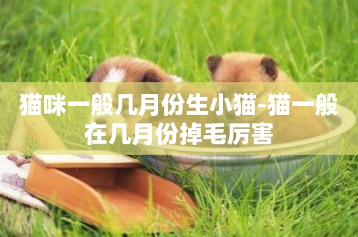 貓咪一般幾月份生小貓-貓一般在幾月份掉毛厲害