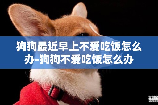 狗狗最近早上不愛吃飯怎么辦-狗狗不愛吃飯怎么辦