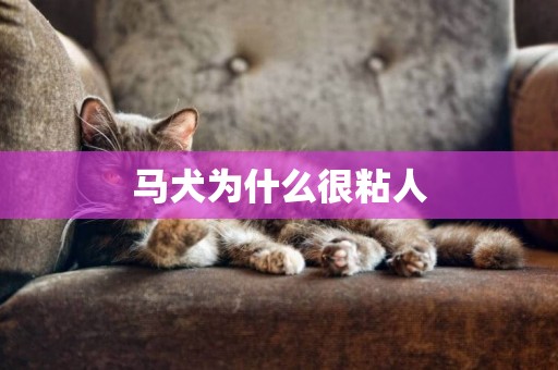 馬犬為什么很粘人
