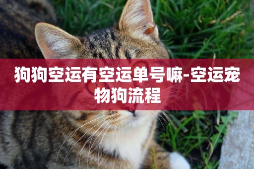 狗狗空運有空運單號嘛-空運寵物狗流程