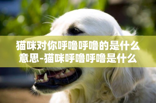 貓咪對你呼嚕呼嚕的是什么意思-貓咪呼嚕呼嚕是什么意思