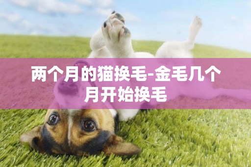 兩個月的貓換毛-金毛幾個月開始換毛