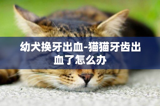 幼犬換牙出血-貓貓牙齒出血了怎么辦