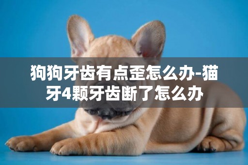 狗狗牙齒有點歪怎么辦-貓牙4顆牙齒斷了怎么辦