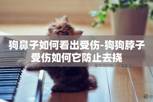 狗鼻子如何看出受傷-狗狗脖子受傷如何它防止去撓