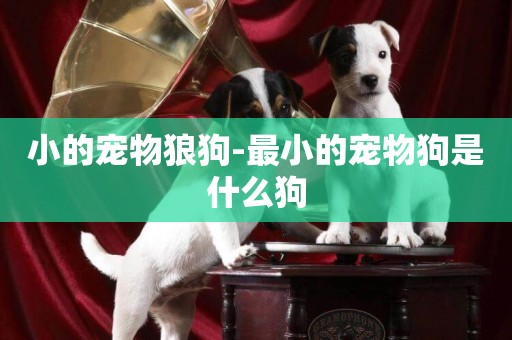 小的寵物狼狗-最小的寵物狗是什么狗