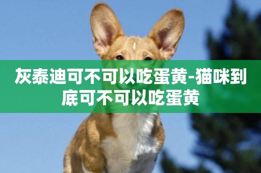 灰泰迪可不可以吃蛋黃-貓咪到底可不可以吃蛋黃