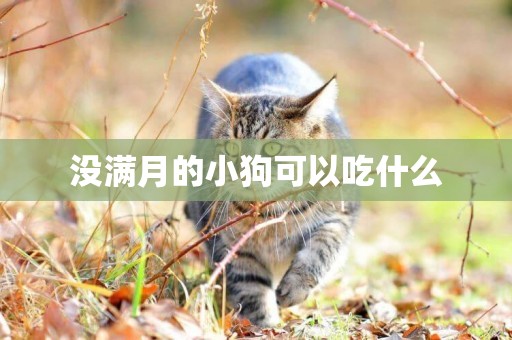 沒滿月的小狗可以吃什么