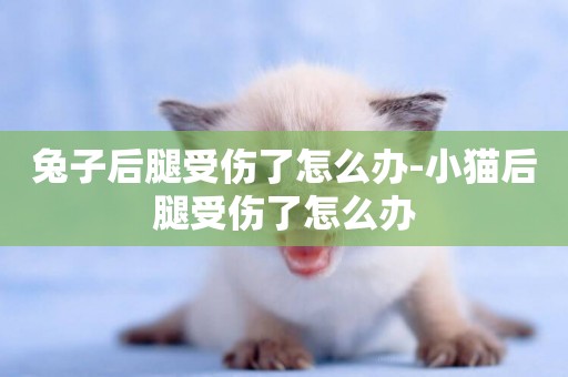 兔子后腿受傷了怎么辦-小貓后腿受傷了怎么辦