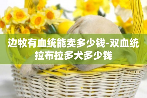 邊牧有血統能賣多少錢-雙血統拉布拉多犬多少錢