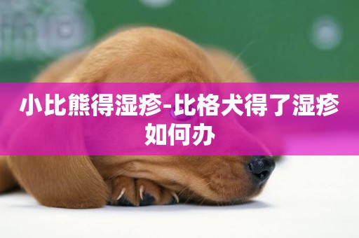 小比熊得濕疹-比格犬得了濕疹如何辦