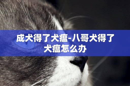 成犬得了犬瘟-八哥犬得了犬瘟怎么辦