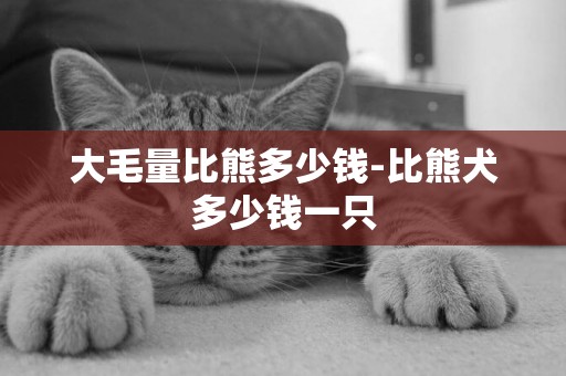 大毛量比熊多少錢-比熊犬多少錢一只