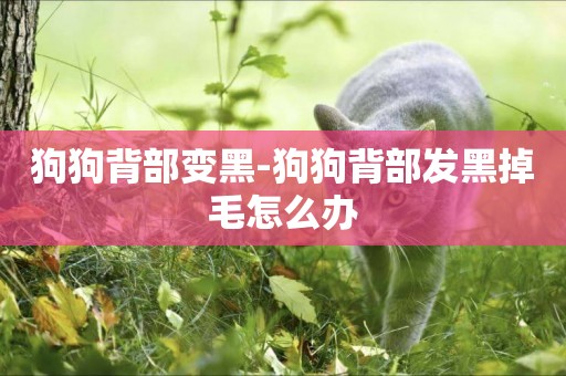 狗狗背部變黑-狗狗背部發黑掉毛怎么辦