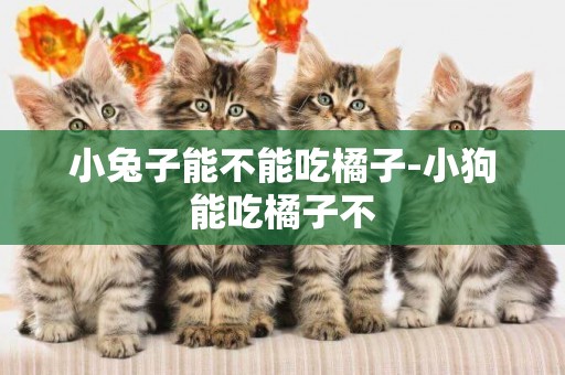 小兔子能不能吃橘子-小狗能吃橘子不
