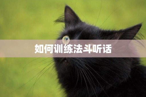 如何訓練法斗聽話