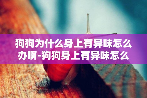 狗狗為什么身上有異味怎么辦啊-狗狗身上有異味怎么辦