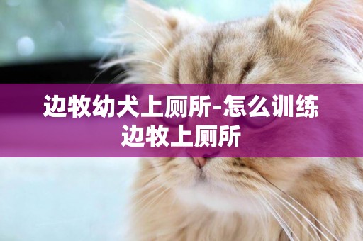 邊牧幼犬上廁所-怎么訓練邊牧上廁所