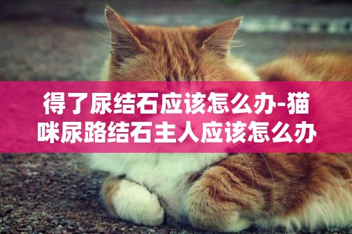 得了尿結石應該怎么辦-貓咪尿路結石主人應該怎么辦