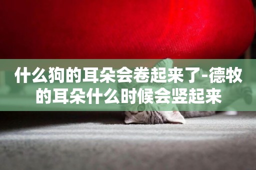 什么狗的耳朵會卷起來了-德牧的耳朵什么時候會豎起來