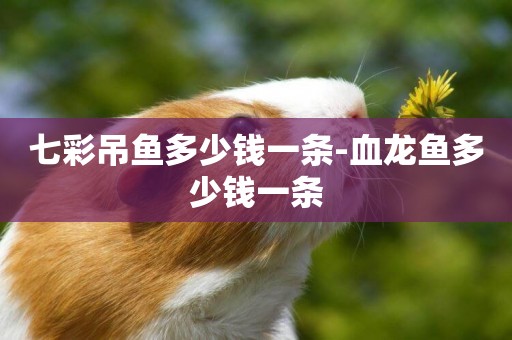 七彩吊魚多少錢一條-血龍魚多少錢一條