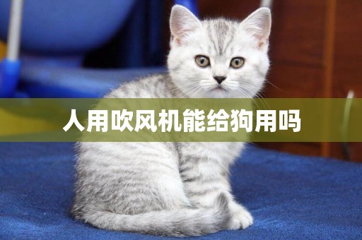 人用吹風機能給狗用嗎