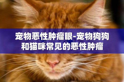 寵物惡性腫瘤眼-寵物狗狗和貓咪常見的惡性腫瘤