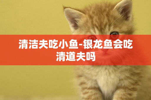 清潔夫吃小魚-銀龍魚會吃清道夫嗎