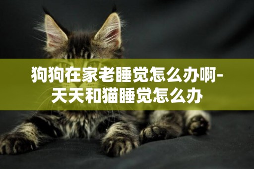 狗狗在家老睡覺怎么辦啊-天天和貓睡覺怎么辦