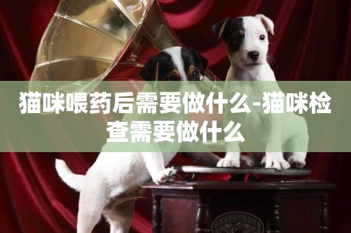 貓咪喂藥后需要做什么-貓咪檢查需要做什么